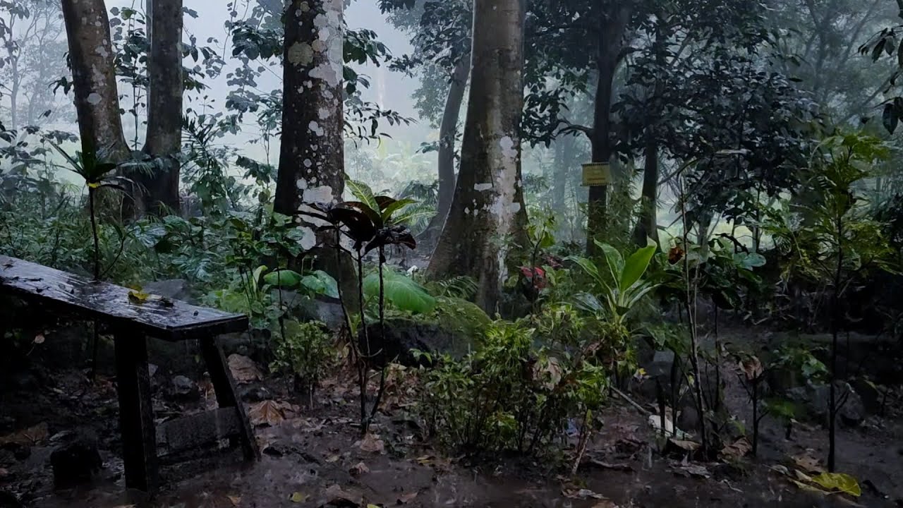 Rain for Quiet Minds 🌧️ Continuous Relaxing Rain for Sleeping | No Ads Live