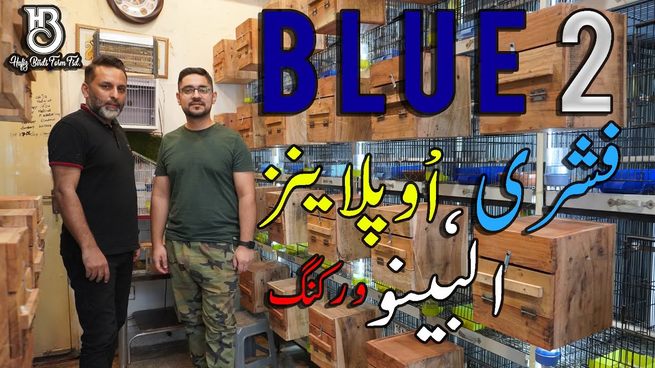 Blue 2 Opalines|Blue 2 Fishery|Blue 2|Albino Breading Setup #HBFarm #lovebirds #breeding