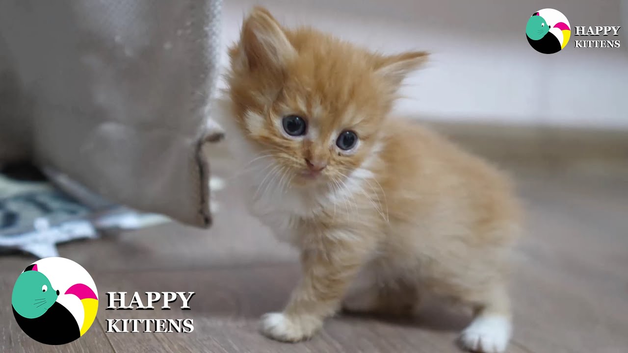 Мама играет с котёнком