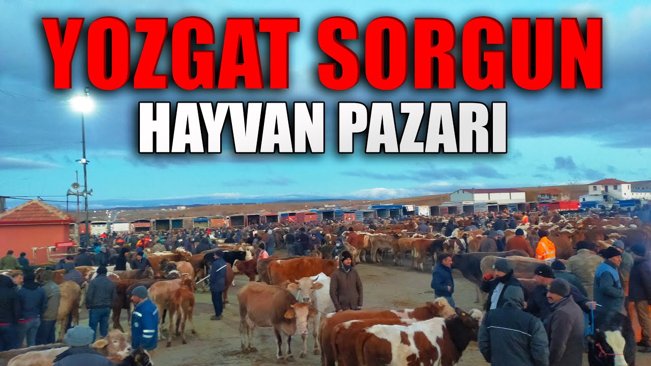 BU PAZARA GELEN HAYVAN ALMADAN GİDEMİYOR !!! | YOZGAT SORGUN HAYVAN PAZARI !!!