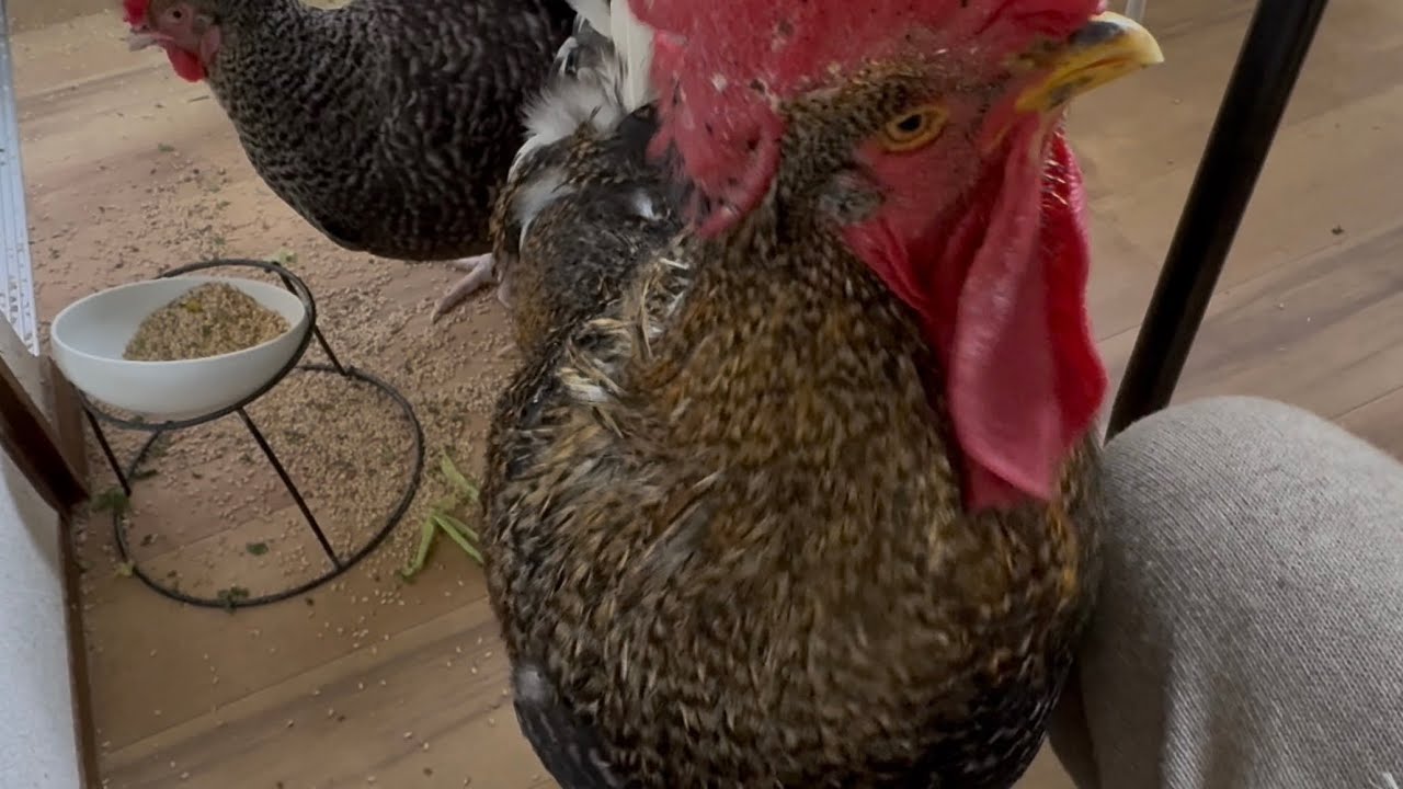 ワイルドな雌鶏様の仕分けと可愛い雄鶏くんの注意とおねがい2026/02/28