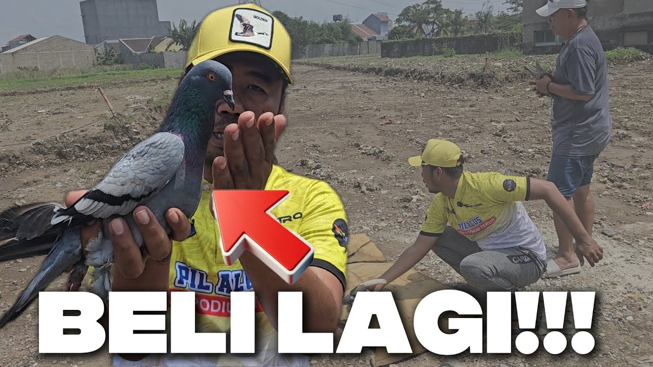 WAJIB BELI‼️ MERPATI CALON STABIL DI KIOS SEDULUR BANG BLACK
