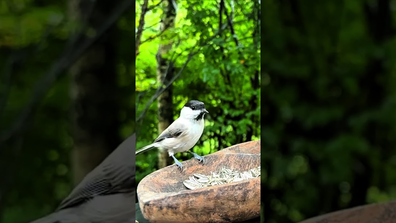 Garden cute Birds feeding 