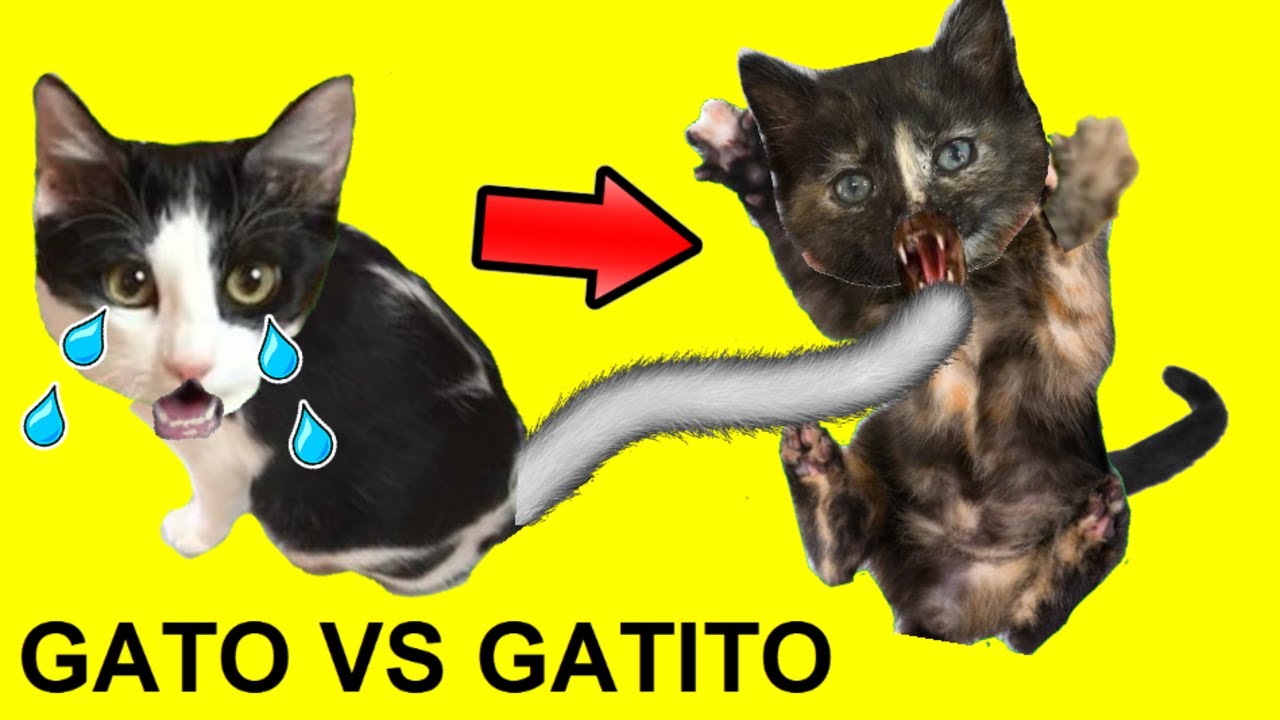 Gato vs gatito con gatos graciosos Luna y Estrella / Videos de gatitos chistosos