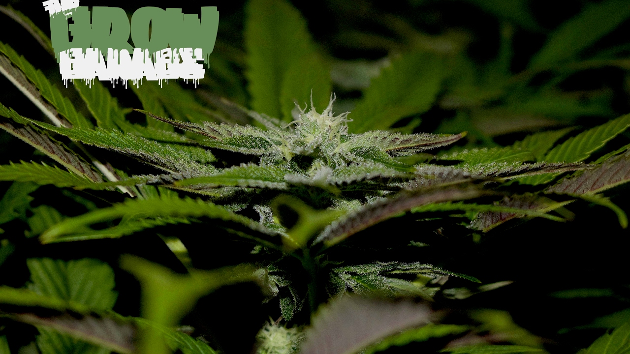 True Believer Day 33 Flower 600w Gavita Living Organic Soil Cannabis Grow