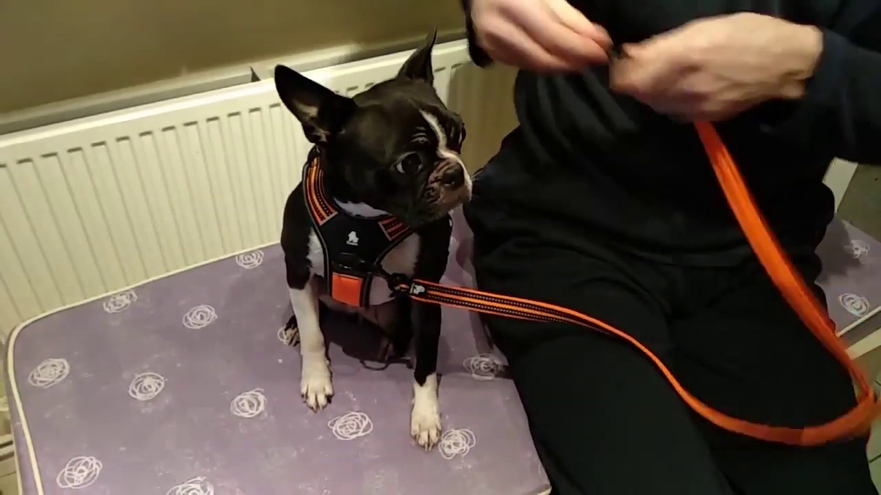 Putting on a Truelove dog harness with front clip and handle