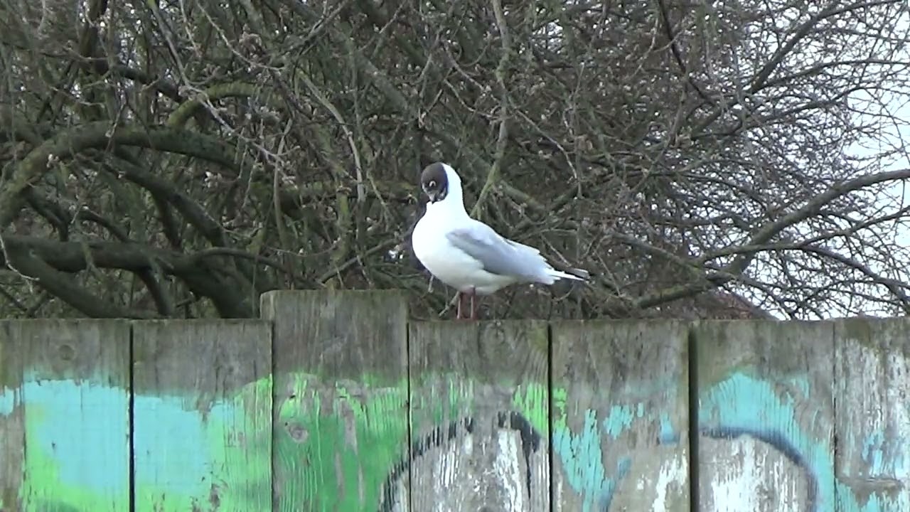 On The Fence #blackheadedgull #gulls #chroicocephalusridibundus #waterbirds #aquaticbirds #birds