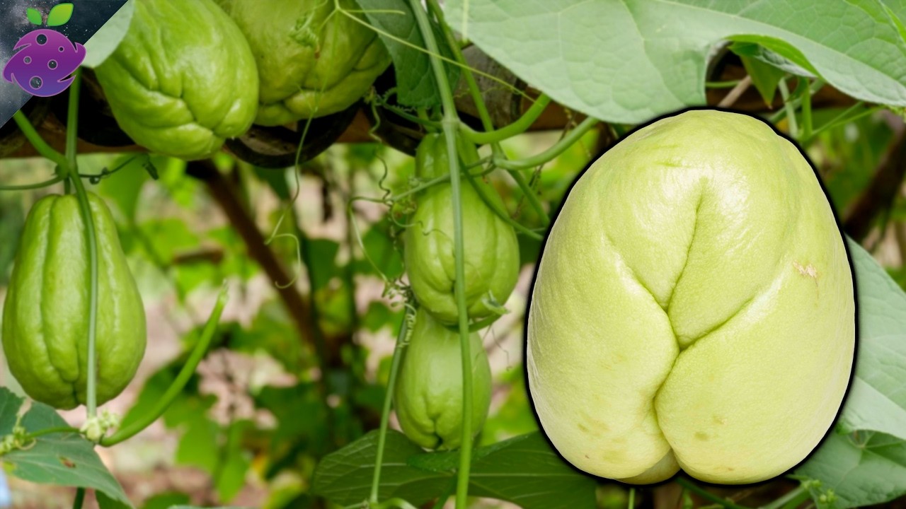 10 Strange Vegetables That Grow in the USA (You&rsquo;ve Probably Never Heard Of!)