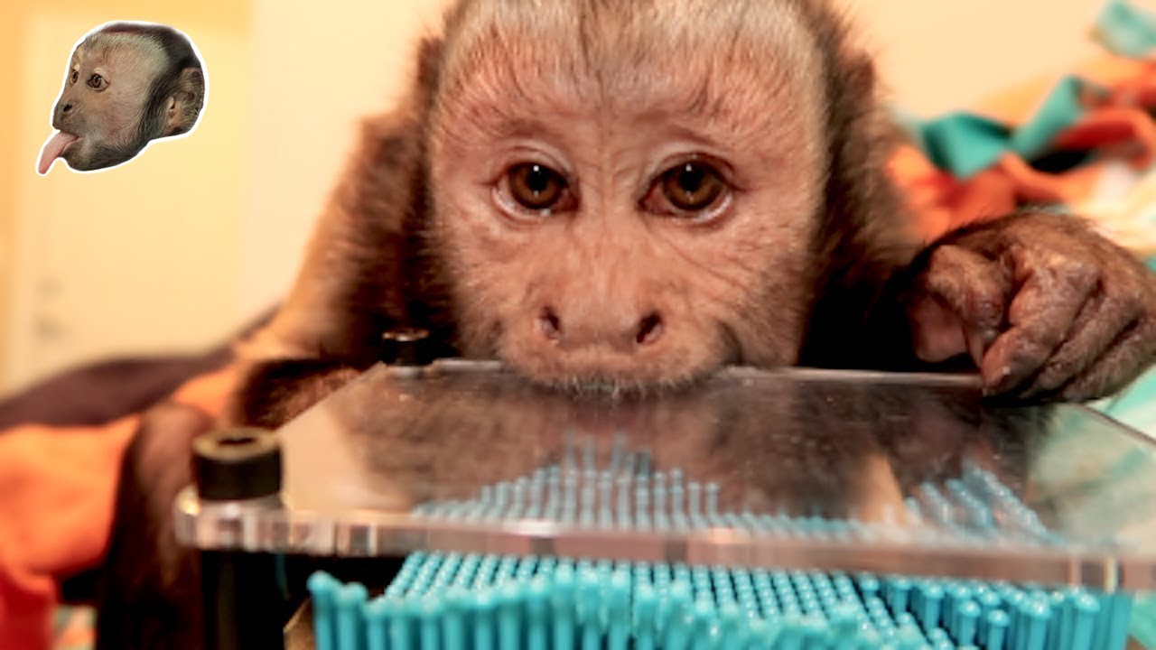 Capuchin Monkey Examines Pin Art Toy