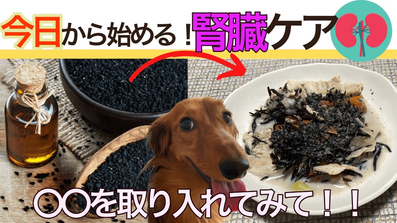 【犬　腎臓】今日から始める腎臓ケア！ポイントはこれを取り入れるだった！！