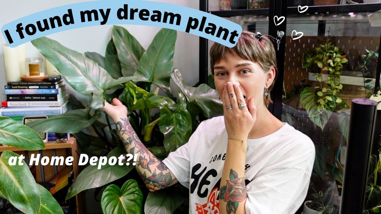I found a MASSIVE Philodendron Silver Sword | Cleaning Her Up (spider mites, big box store rescue)