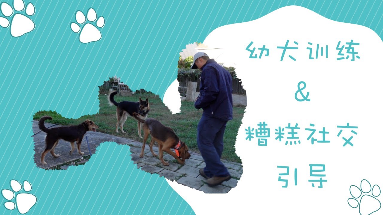 引导狗狗糟糕的社交能力，幼犬寄养第八天，tank训练以及社交能力纠正