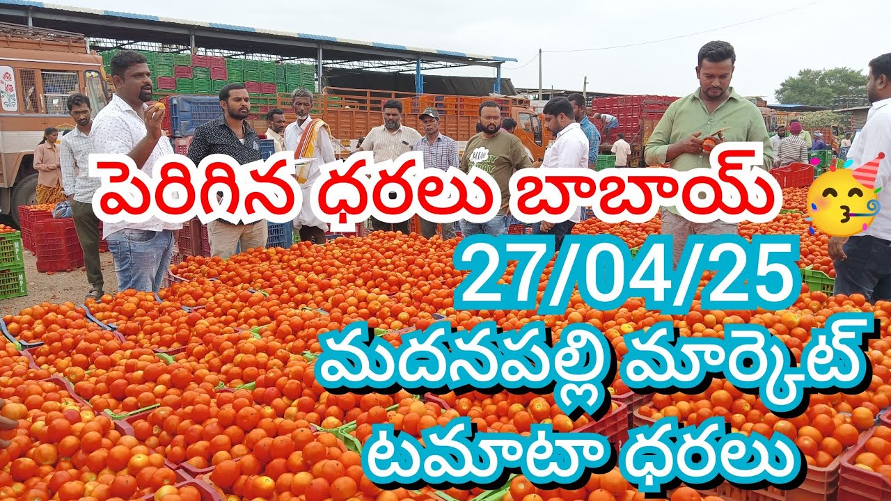 27/04/25 Madanapalle Tomato Market Price Today || Today Tomato Market Rate In Madanapalle #today