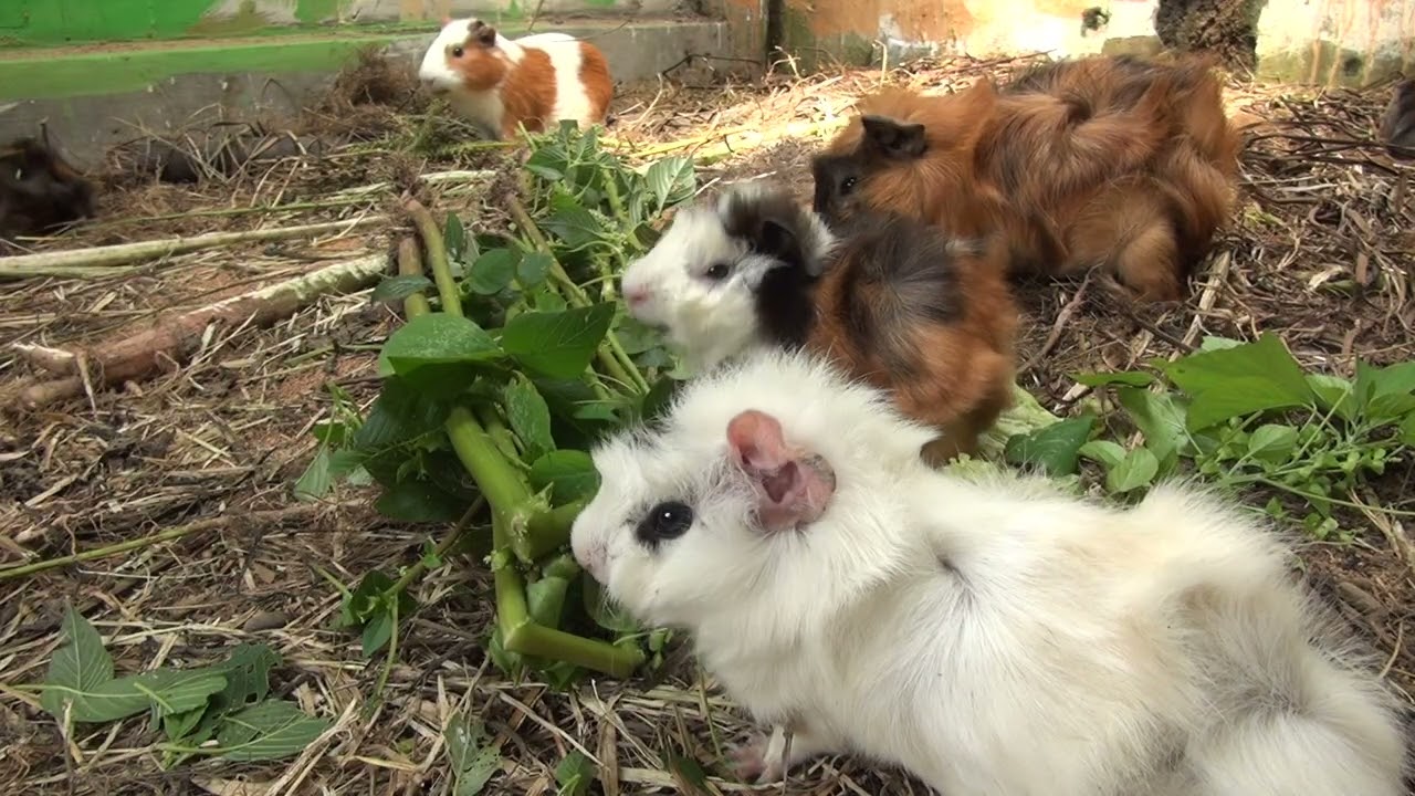 Guinea Pig Cam March 07 2026