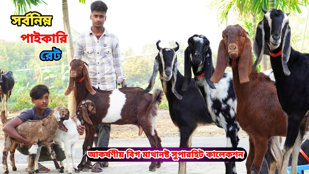 সর্বনিম্ন পাইকারি রেটে আকর্ষণীয় বাহারি রঙের সর্বসেরা সুপারহিট দুধের,গ্যারান্টি গাভিন ও মা বাচ্চা।