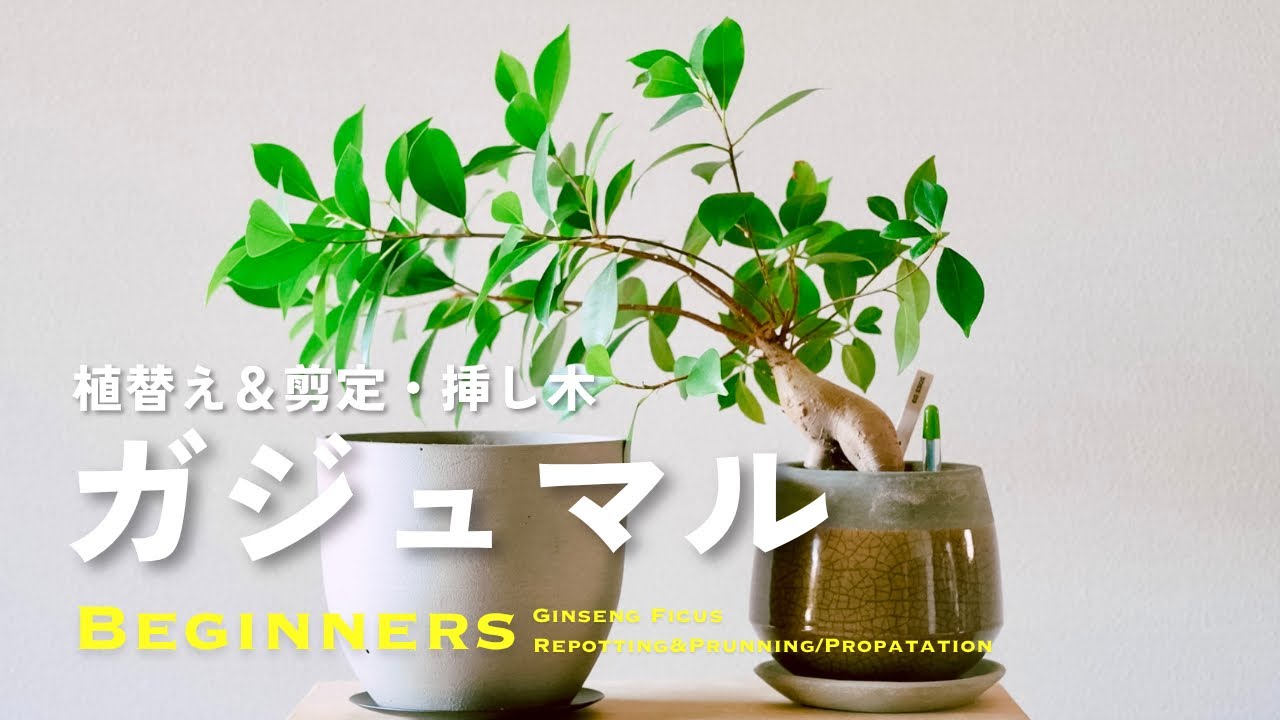 🌱How to Repot & Propagate Ginseng Ficus｜From Bare to Beautiful in 3 Years