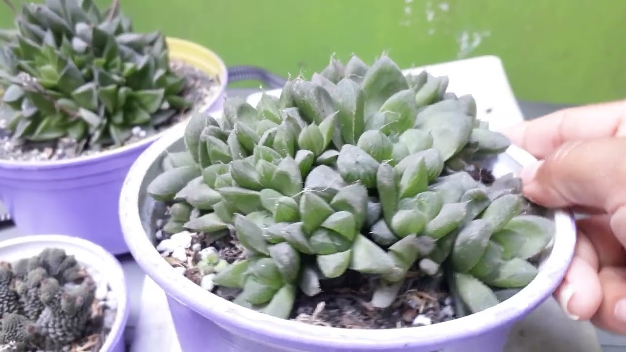 TOP 10 SUCULENTAS QUE FORMAN COLONIAS 