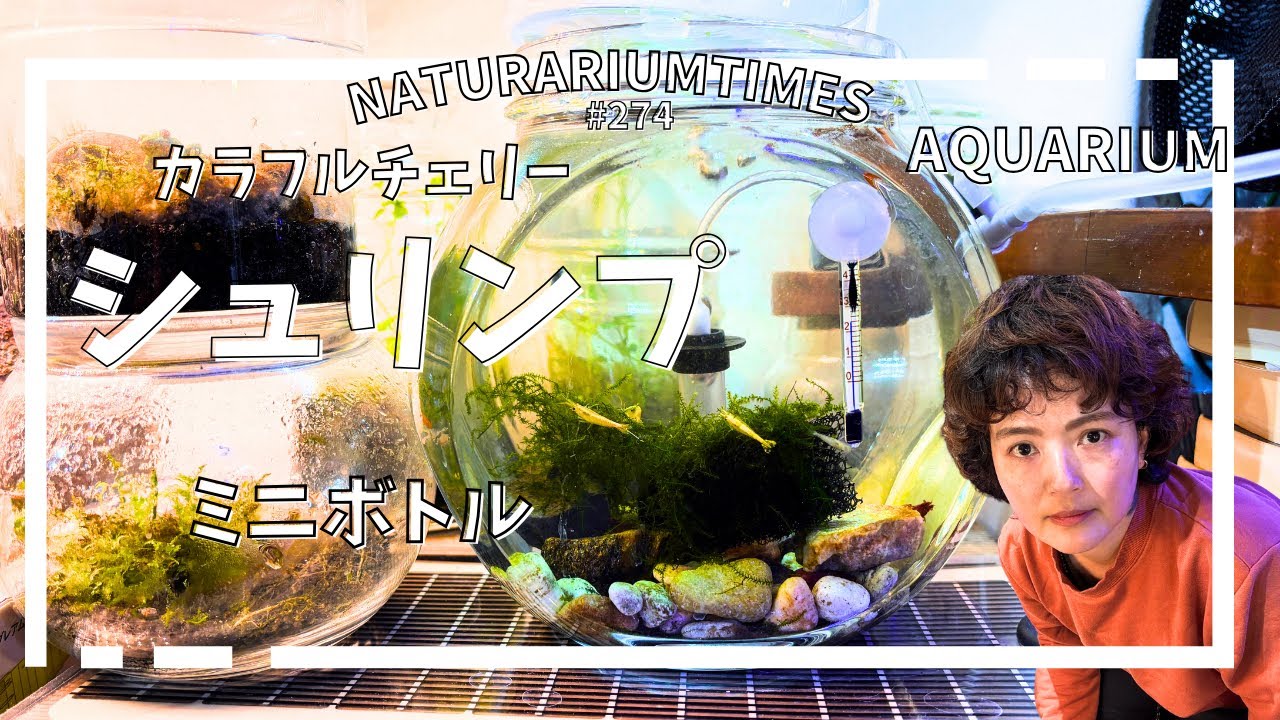 【#シュリンプボトル 】小型ガラス容器で色んな色のシュリンプを育てるって最高 @naturariumtimes 