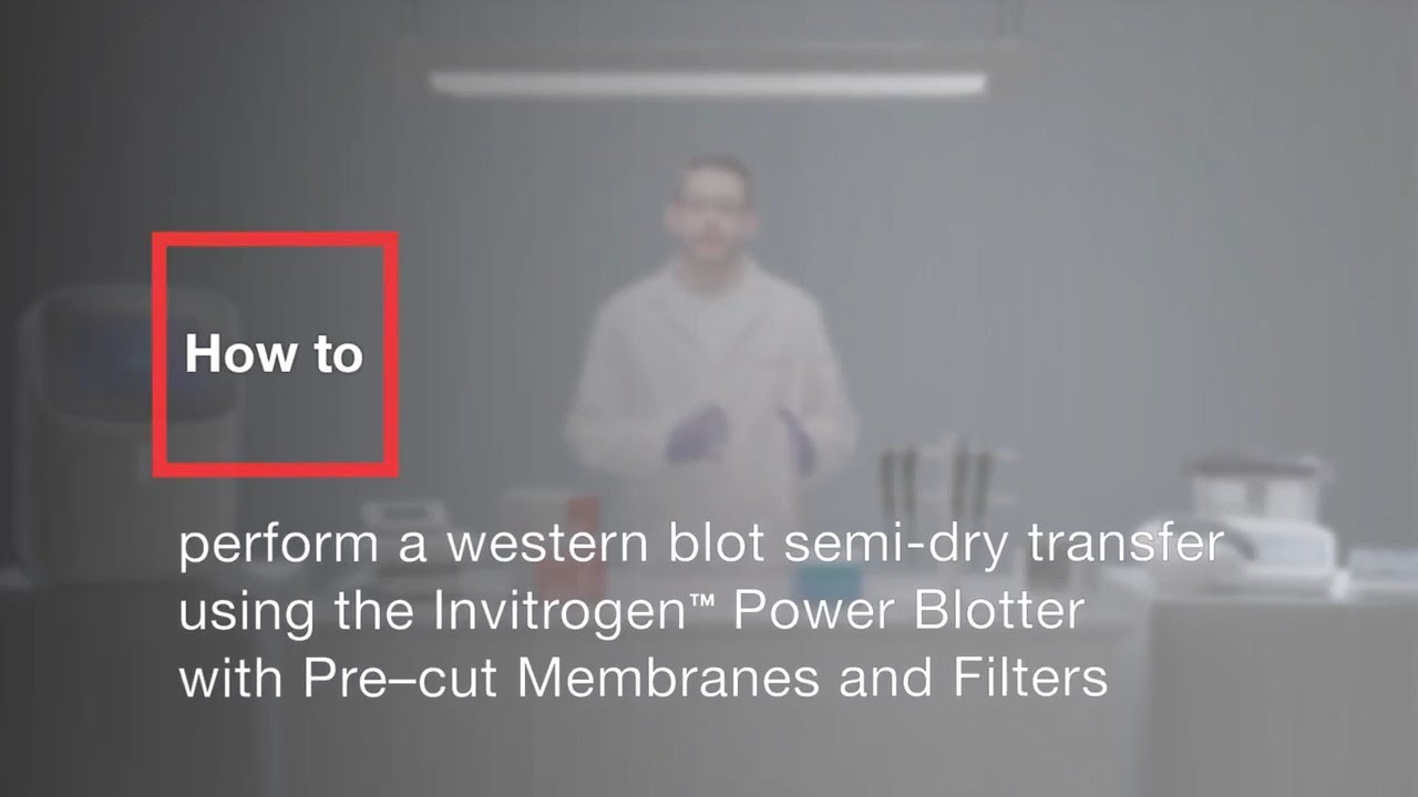 Western Blot Transfer: Power Blotter Semi-Dry Guide