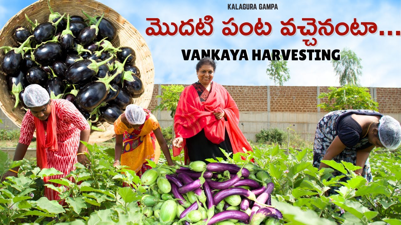 Vankaya/మొదటి పంట వచ్చెనంటా || మన kalagura gampa తోట || Vankaya Harvesting #farming #field  #brinjal