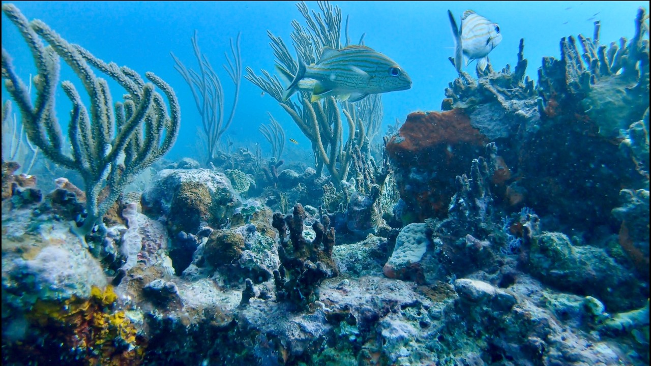Scuba Diving: St. John