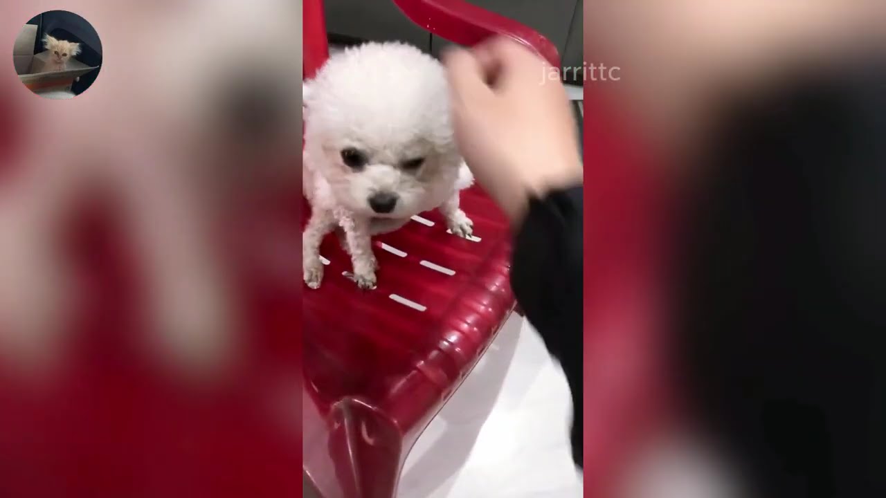 Funny ANIMALS videos 😂 | Funniest Cats and Dogs 2026 🐶😼 Part 60