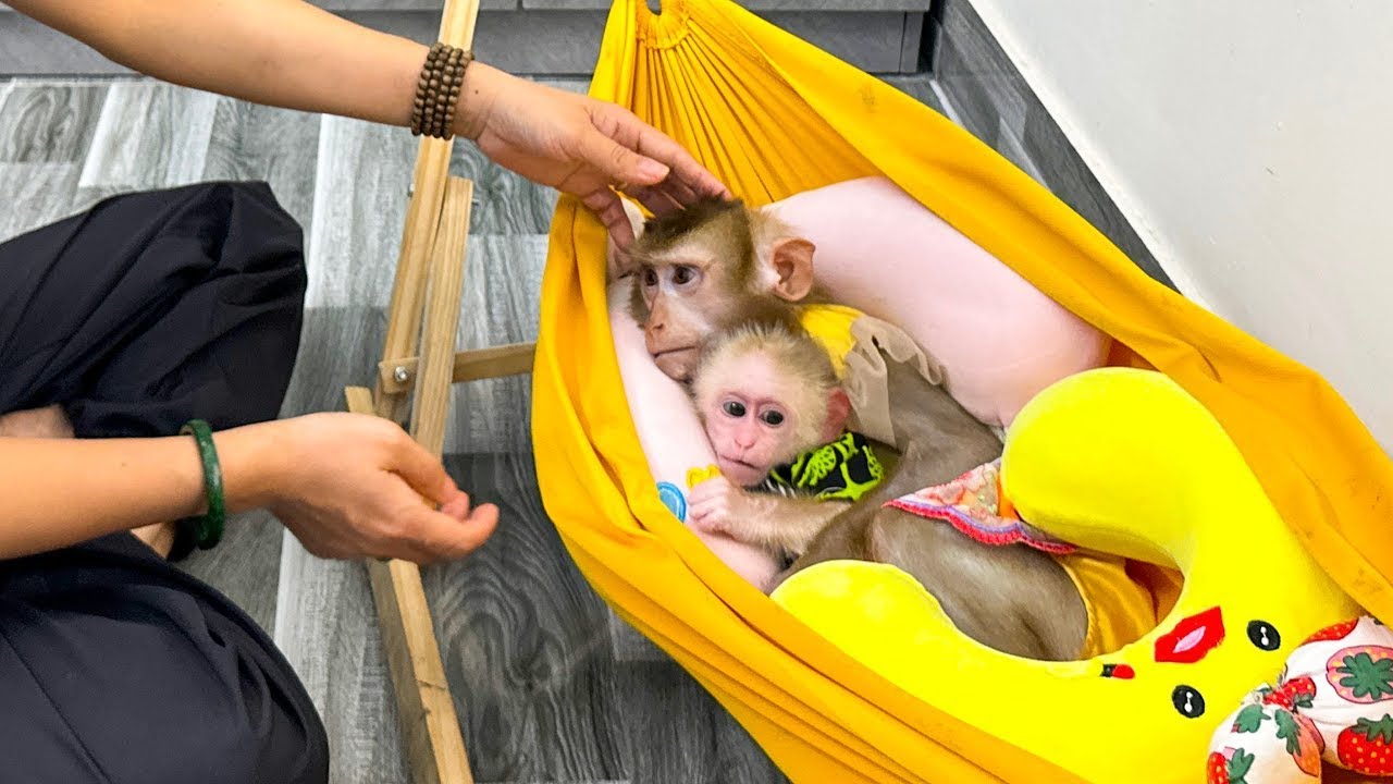 Monkey Kaka and Monkey Mit are cuddling in a hammock, so cute!