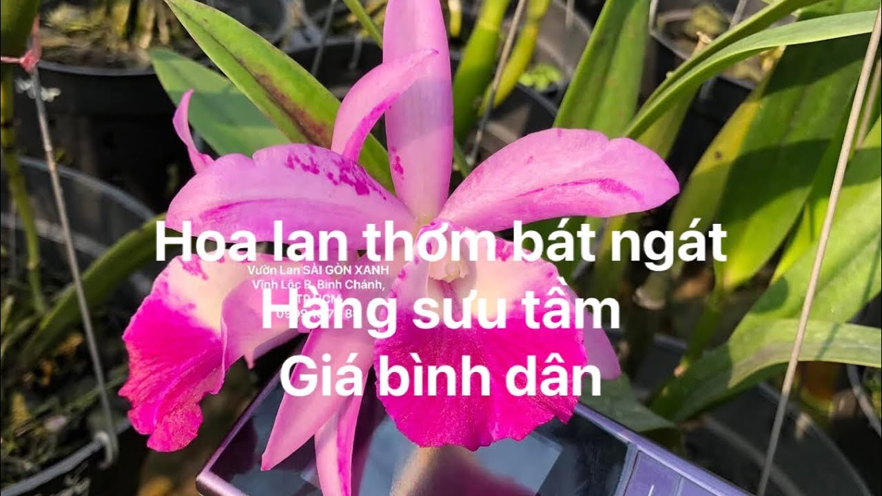 🔴 Clip số 05: 09/01/2026 -Hoa lan Cattleya, Brassavola hướng rời sưu tầm -Hoa xổ đẹp lạ thơm -Giá rẻ