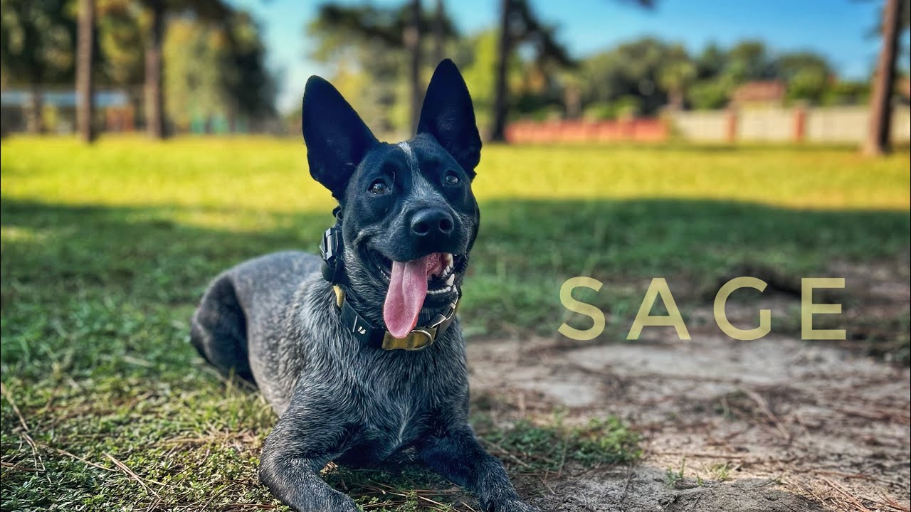 6mo Heeler (Sage) Community K9 | Best Dog Trainers in Florida 