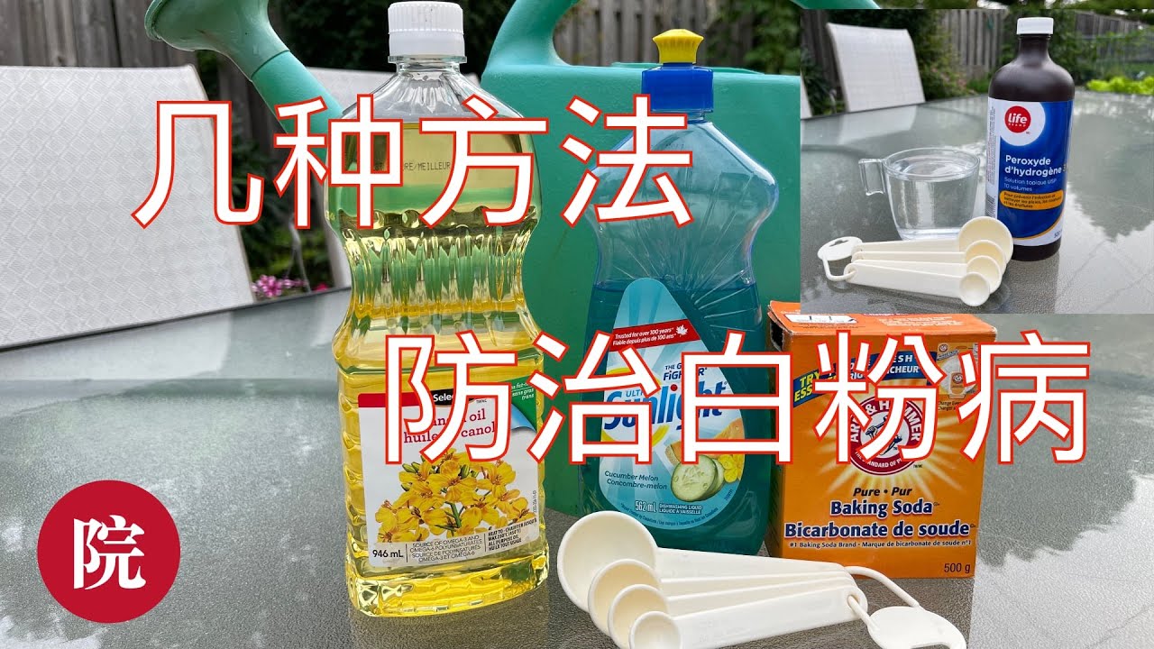 【彬彬有院】种•695防治白粉病的几种方法，你知道什么是标明为PMR的植株吗？