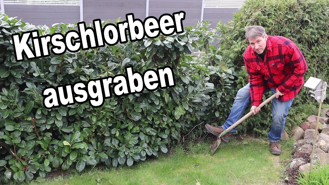 Kirschlorbeer ausgraben & Wurzeln entfernen - So gelingt's problemlos!