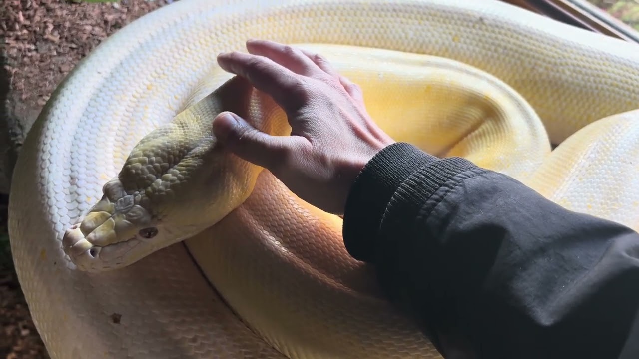 Stroking my Reticulated Python after nebuliser.