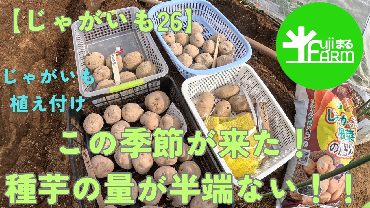 【じゃがいも26】種芋買いすぎ？！じゃがいも植え付け