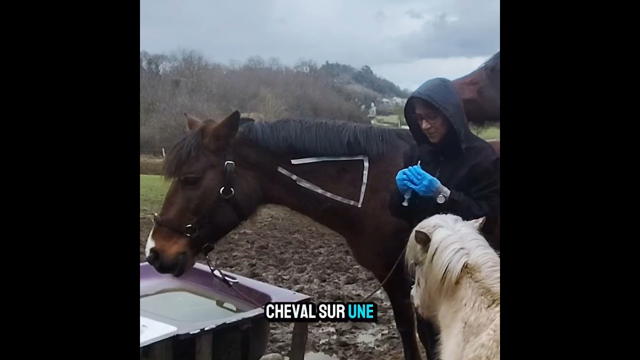 Comment faire une piqûre intra-musculaire à mon cheval ?