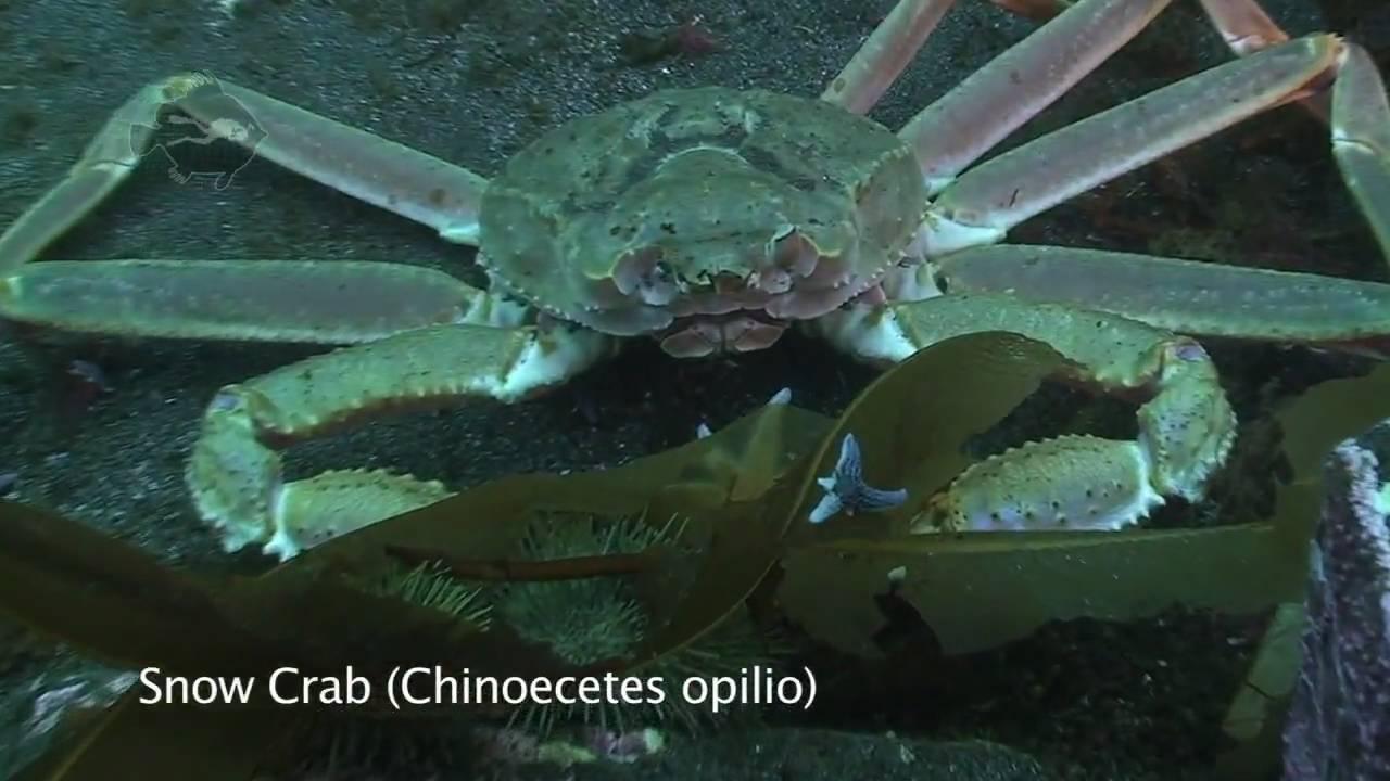 SCUBA diving on the Bell Island Reef Dive, Newfoundland