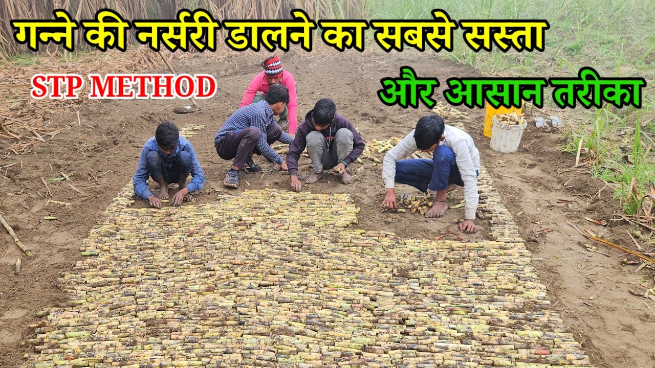 गन्ने की नर्सरी डालने का सबसे सस्ता और आसान तरीका STP METHOD  