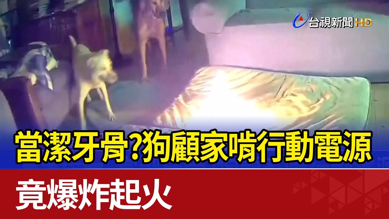 當潔牙骨？狗顧家啃行動電源 竟爆炸起火