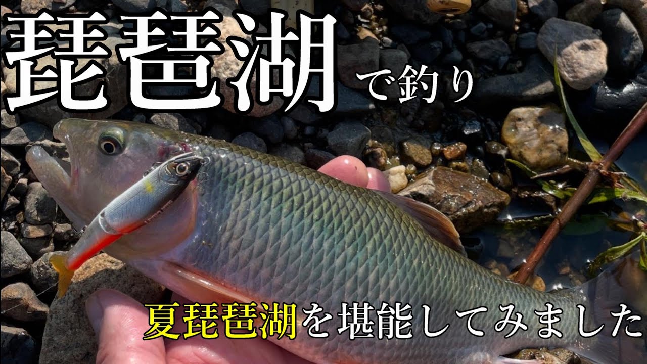 【琵琶湖で釣り】景色が美しい真夏の琵琶湖で水に浸かって涼みながら色々な釣りを堪能してみたよ【バスとかハスとかニゴイ釣り】