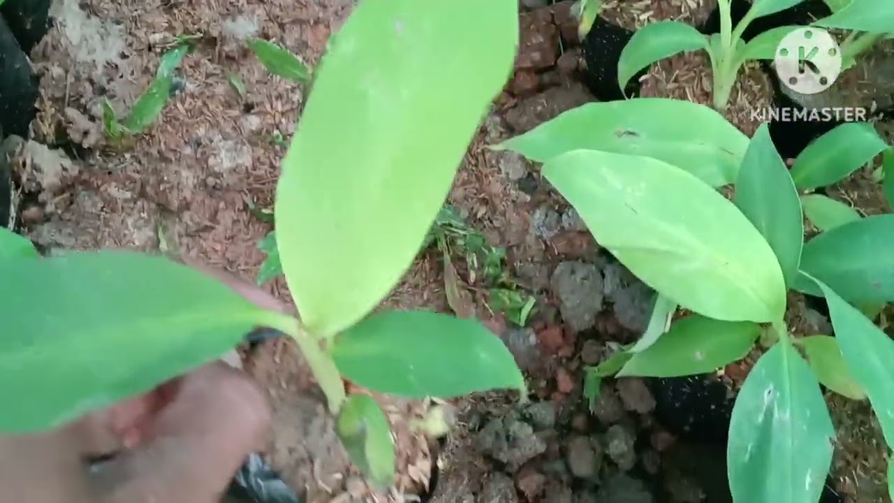 G9 banana 