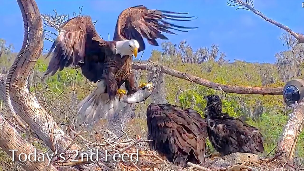 #380🦅Brutus🐥55° & Peanut🐥50°／Winter Park Eagle Nest 2026／Against All Odds:One-Eyed Mom／Wink💗Atlas