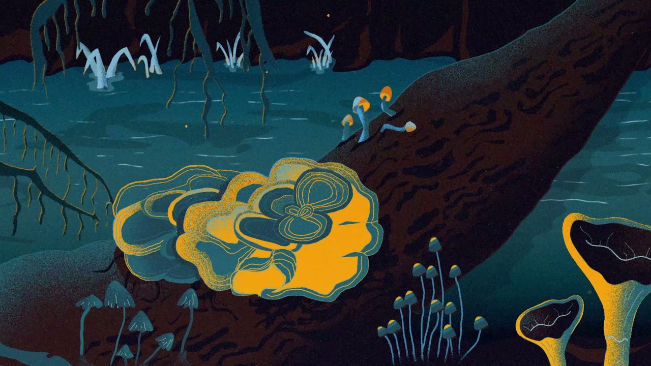 Mydecine: Psilocybin Sciences