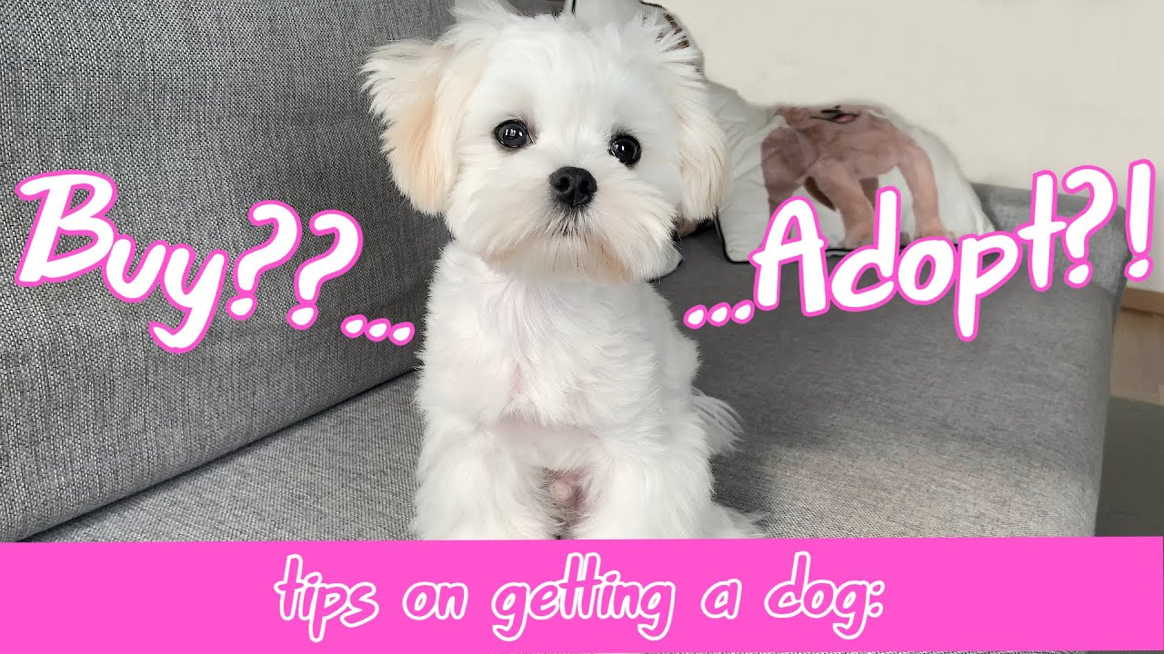 TIPS ON ADOPTING VS BUYING A MALTESE PUPPY 🐶 (PROS AND CONS)