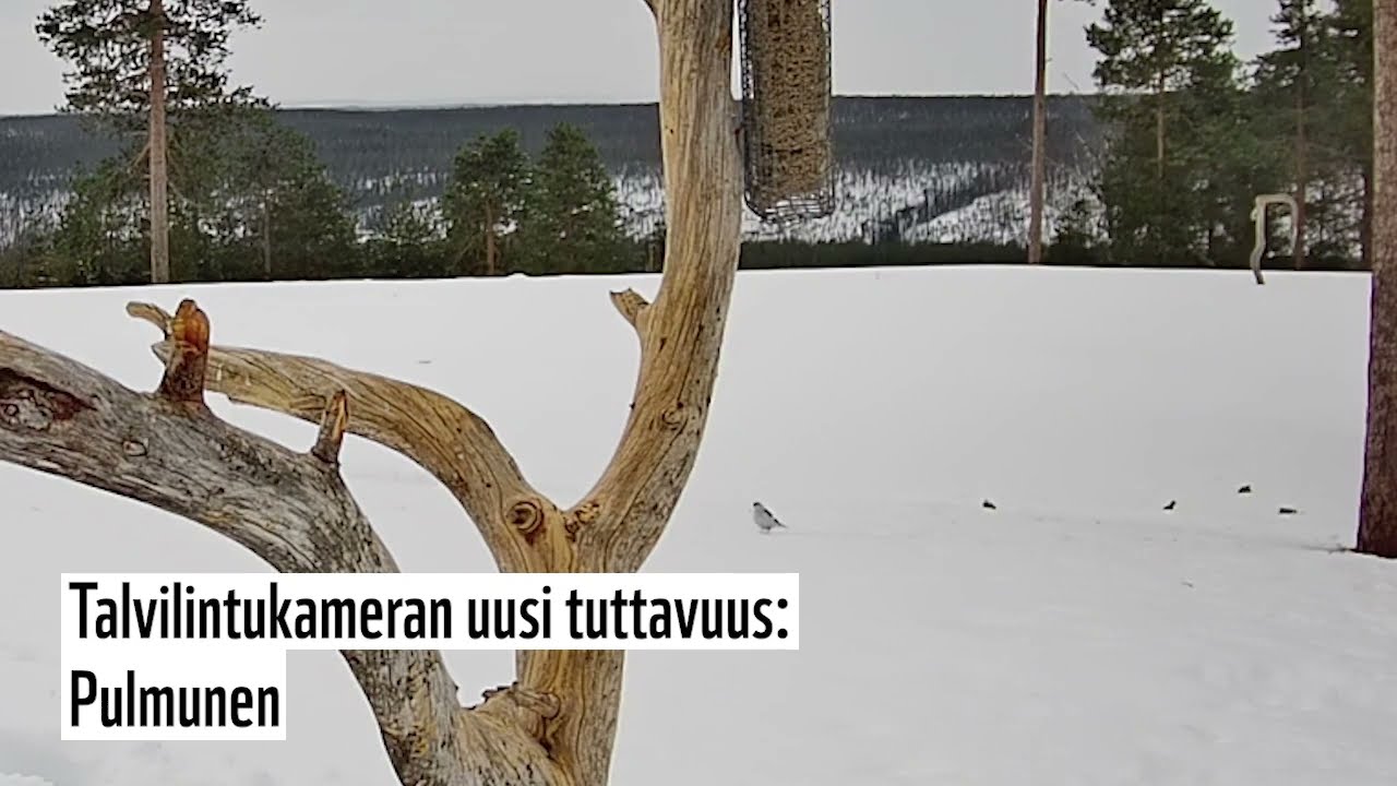 Pulmunen WWF:n Luontoliven talvilintukamerassa