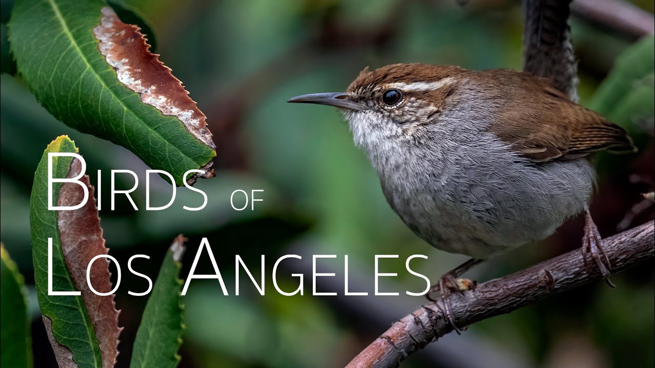 LA's Wild Wonders: Birding Bliss! | Birds of Los Angeles