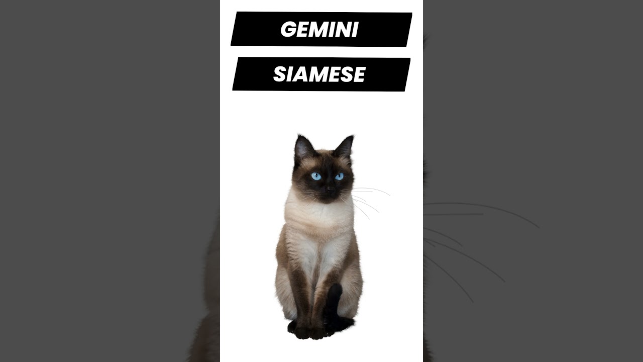 Gemini Zodiac Sign: Your Ideal Cat Breed Match Astrology & Cats #gemini #CatBreeds #Cat #zodiac