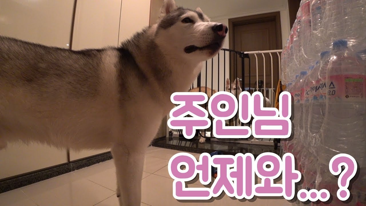 주인이 외출하고 집에 남겨진 허스키들