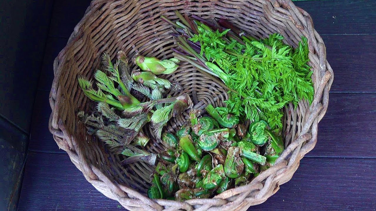 タモギタケの植菌とタラの芽とコゴミとシャク採りと桜