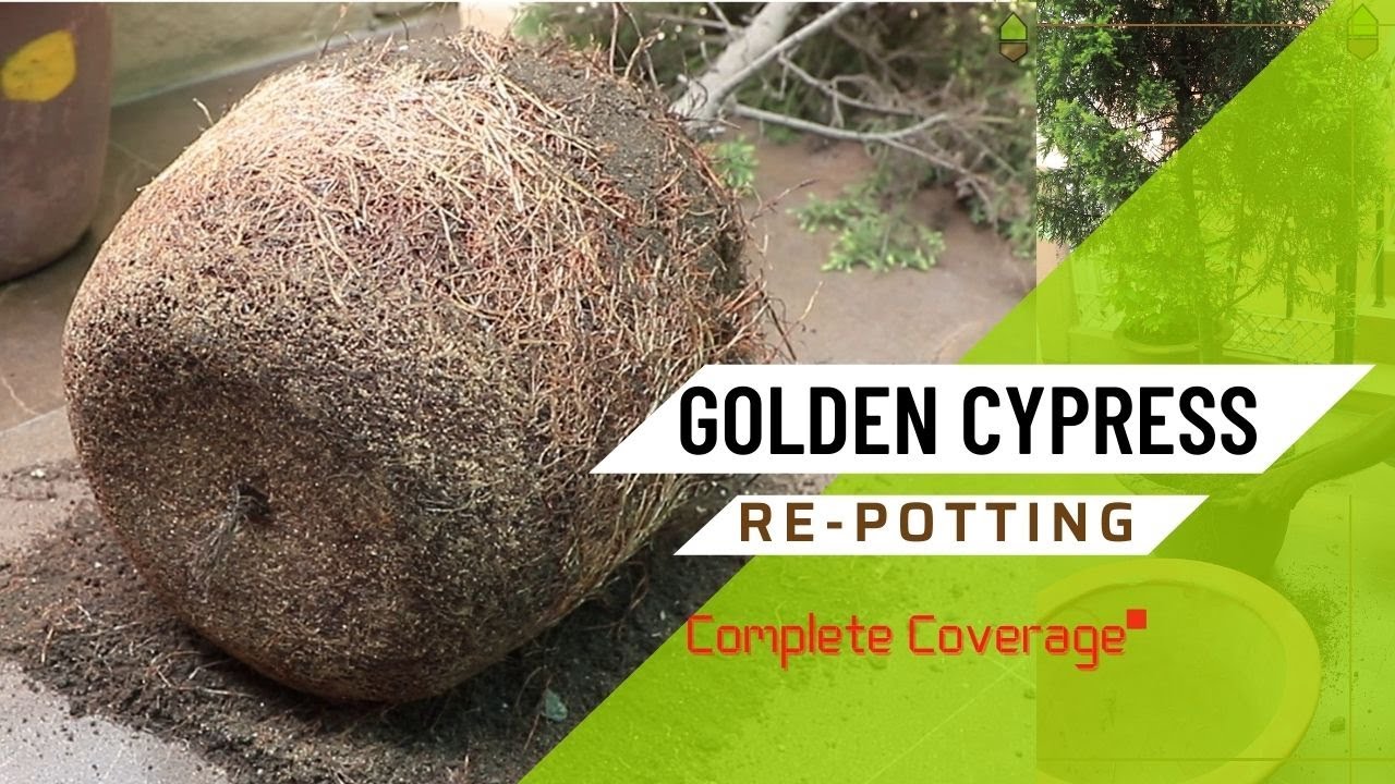 Golden Cypress Re-Potting || Root-bound - Tips about Re-potting || How to repot Cypress?