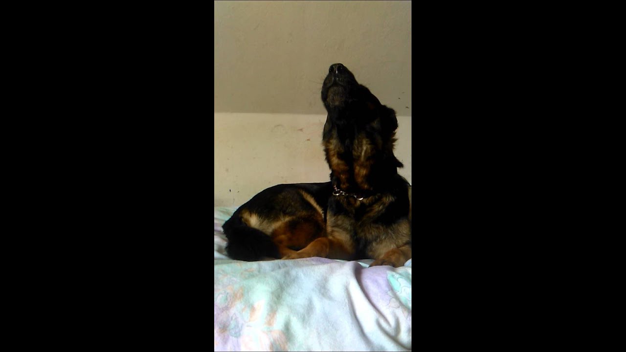 Wolf im zimmer