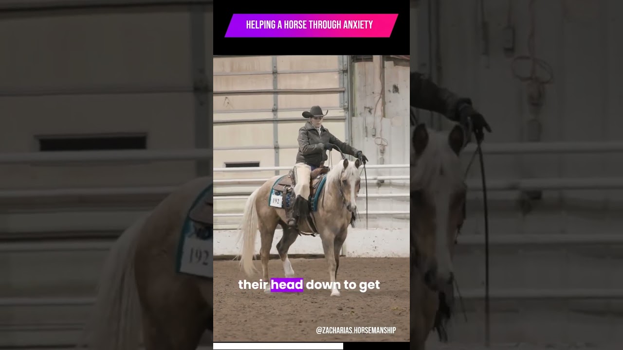 Helping a horse through anxiety in the show pen